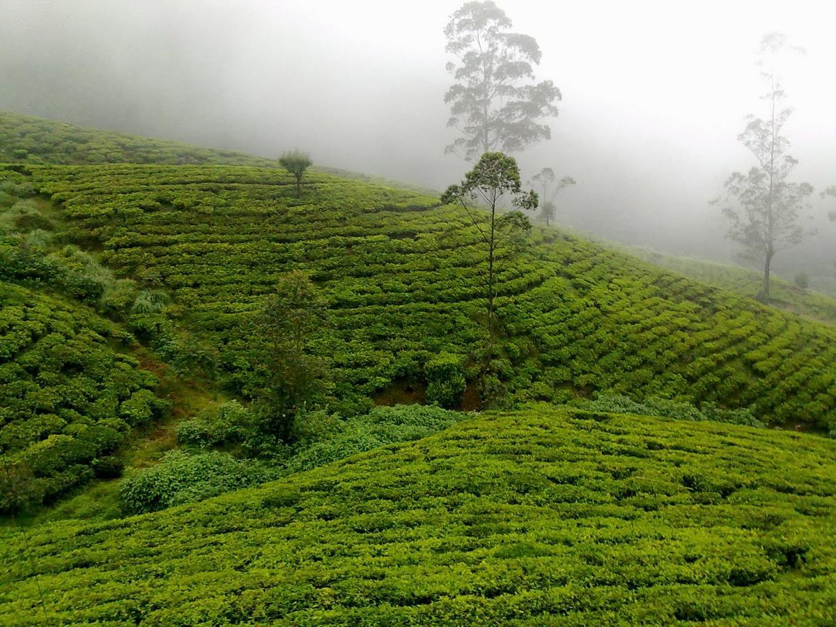 Kirula Green Hotel Nuwara Eliya Bagian luar foto